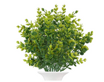 Greenery Boxwood