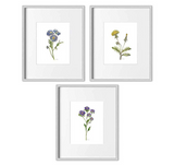 Watercolor Botanical Prints