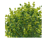 Greenery Boxwood